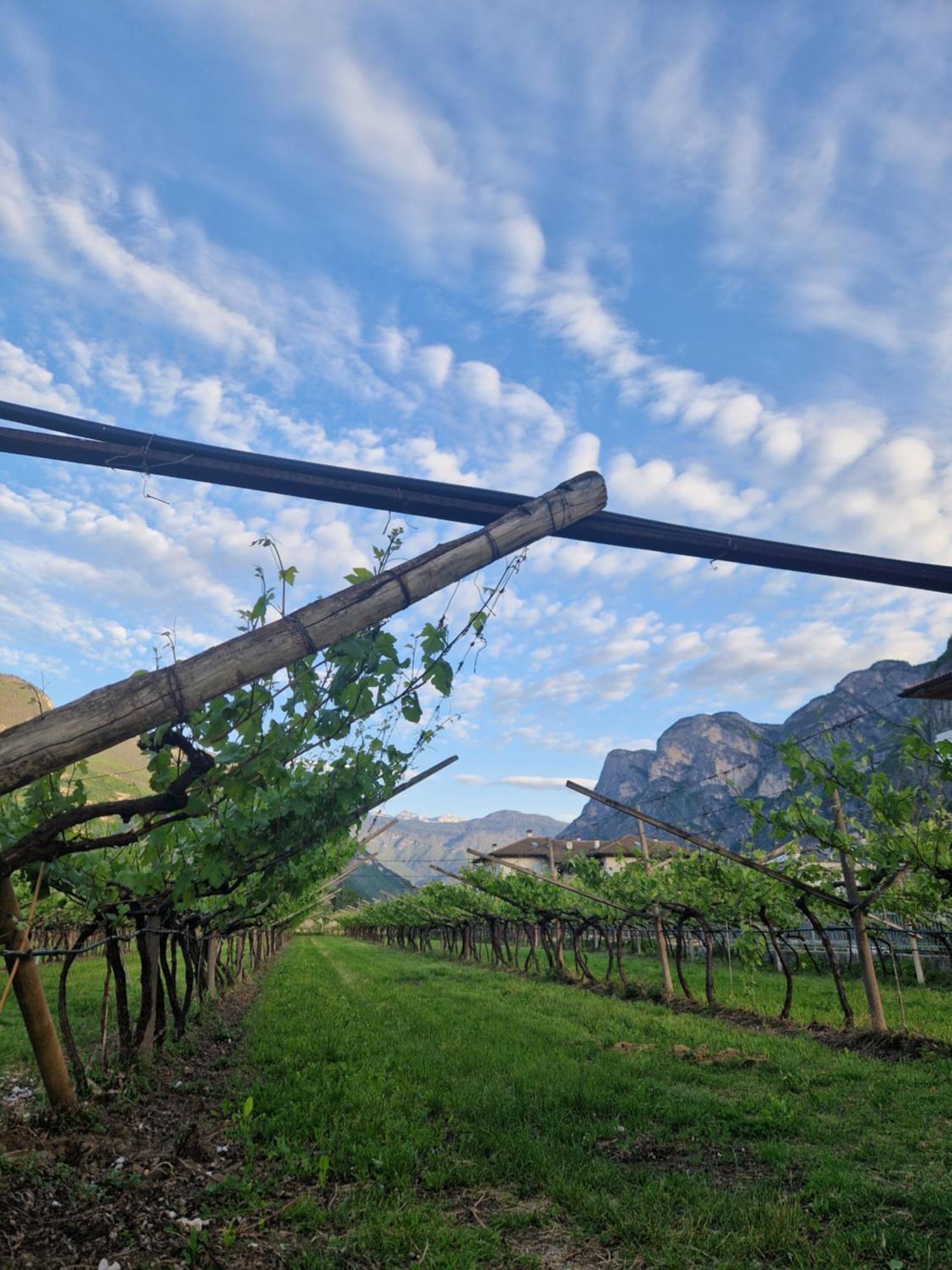 Antico Fienile Agritur Villa Mezzocorona Eksteriør bilde