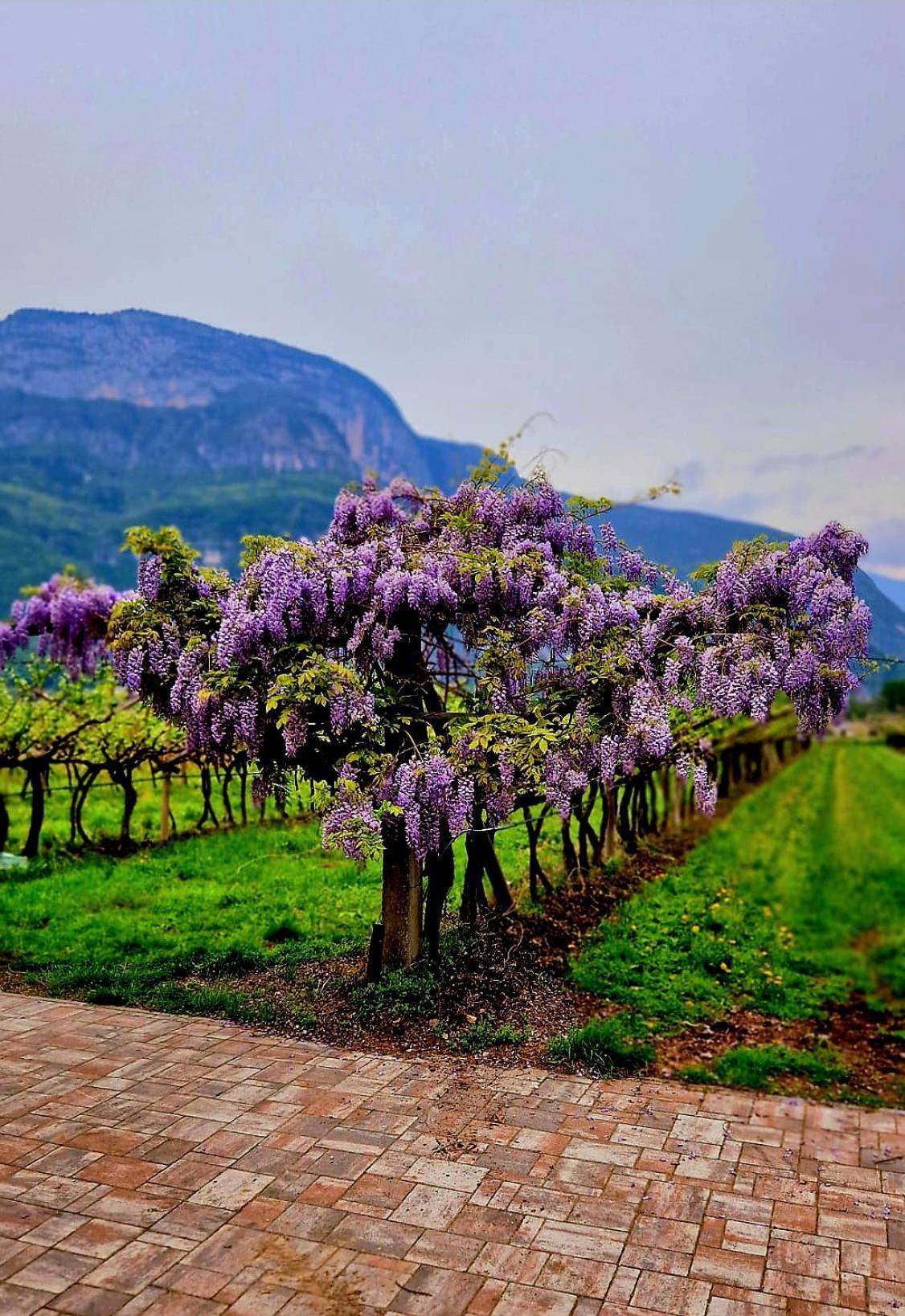 Antico Fienile Agritur Villa Mezzocorona Eksteriør bilde
