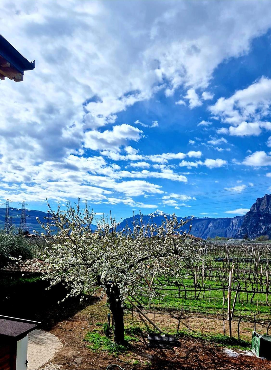 Antico Fienile Agritur Villa Mezzocorona Eksteriør bilde